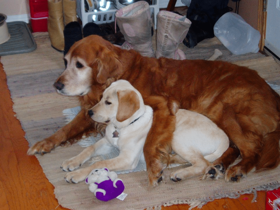  compare golden retriever and labrador