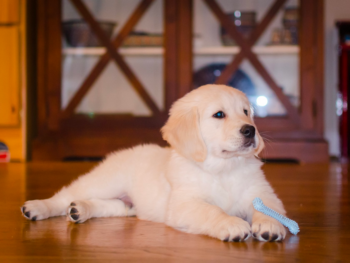 eight-week-old golden retriever puppy