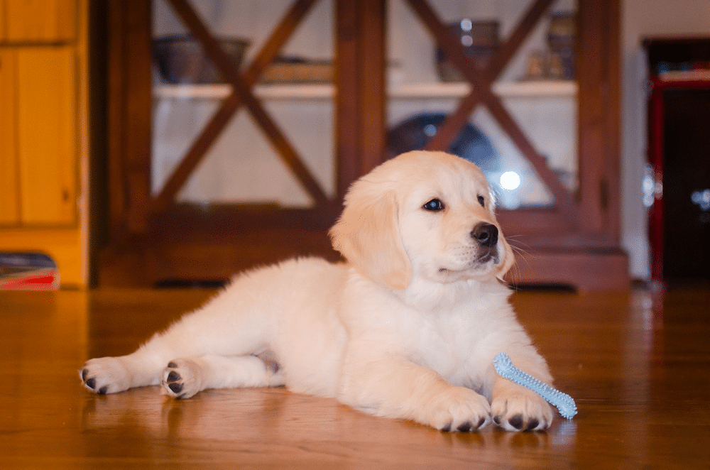 eight-week-old golden retriever puppy