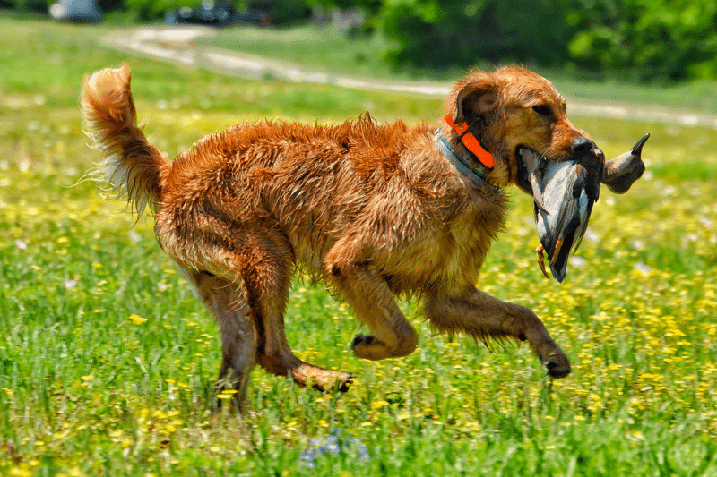 field-bred golden retriever