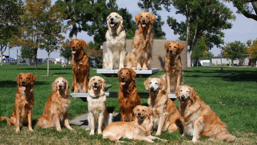 Types Of Golden Retrievers