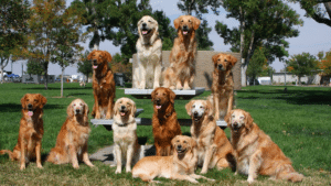 Different Types of Golden Retrievers: Colors and Patterns [With Pictures]