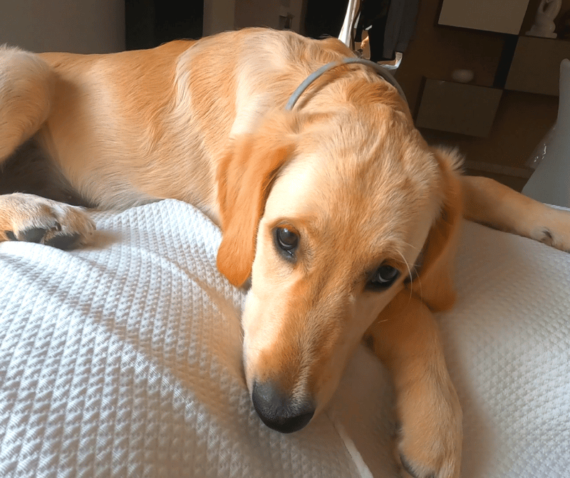 golden retriever separation anxiety symptoms