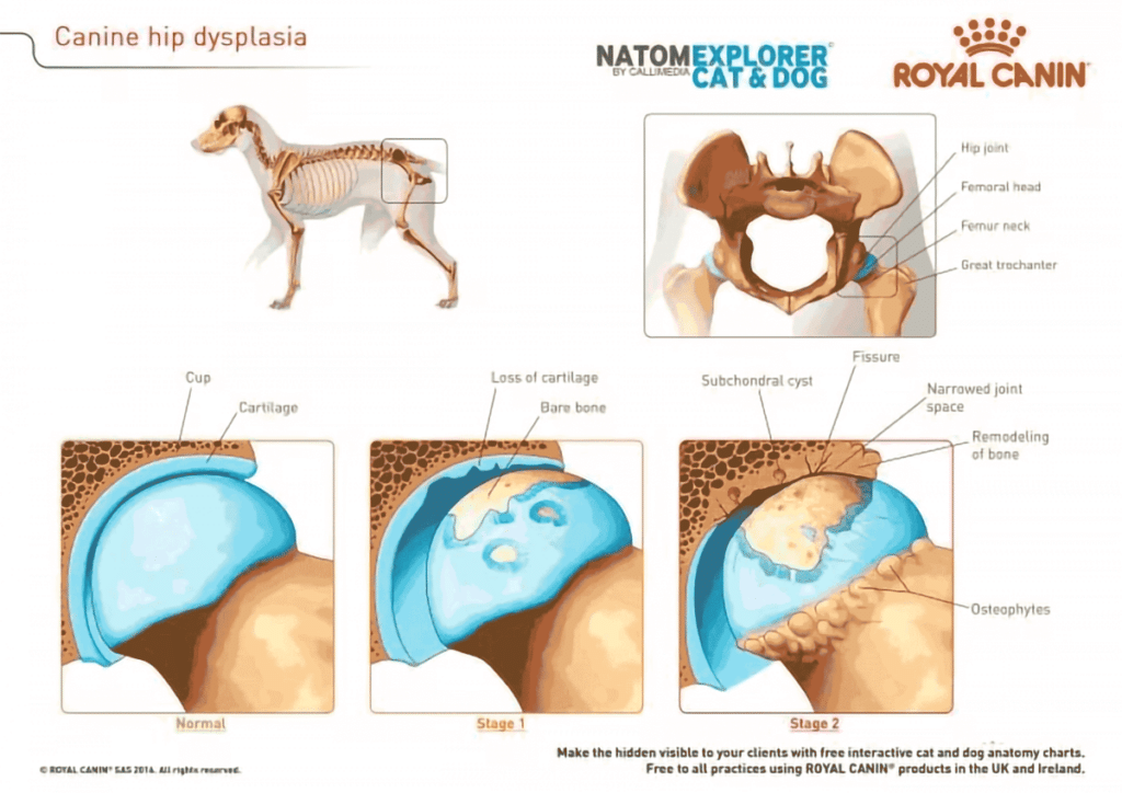 hip and elbow dysplasia in golden retrievers