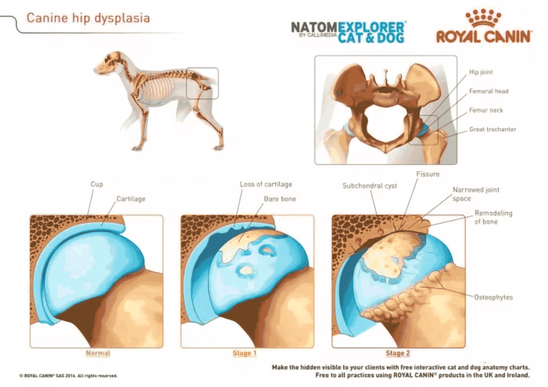 Golden Retriever Common Health Issues Symptoms and Treatments