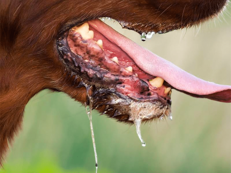 rabies in a golden retriever