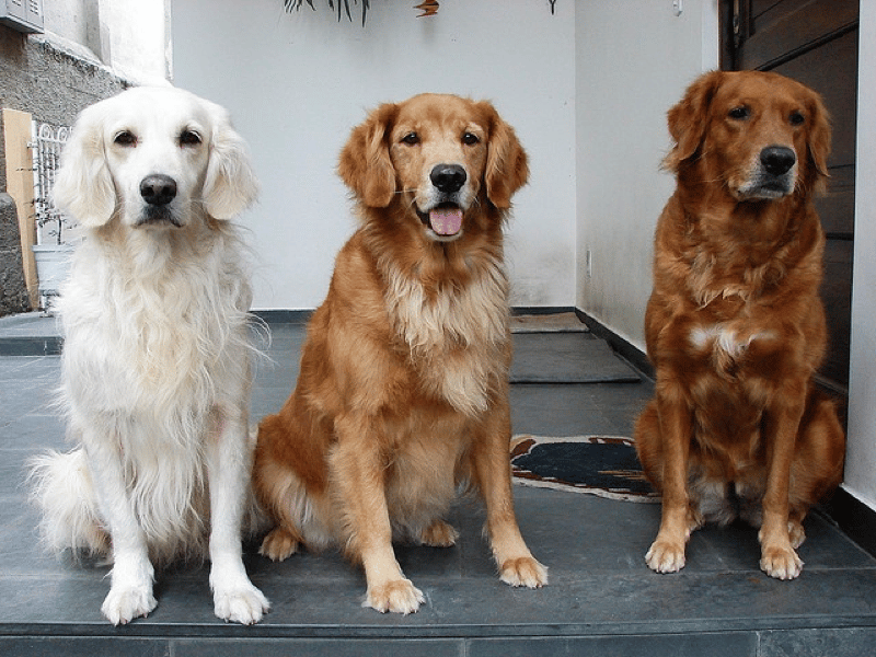 red retriever vs golden retriever