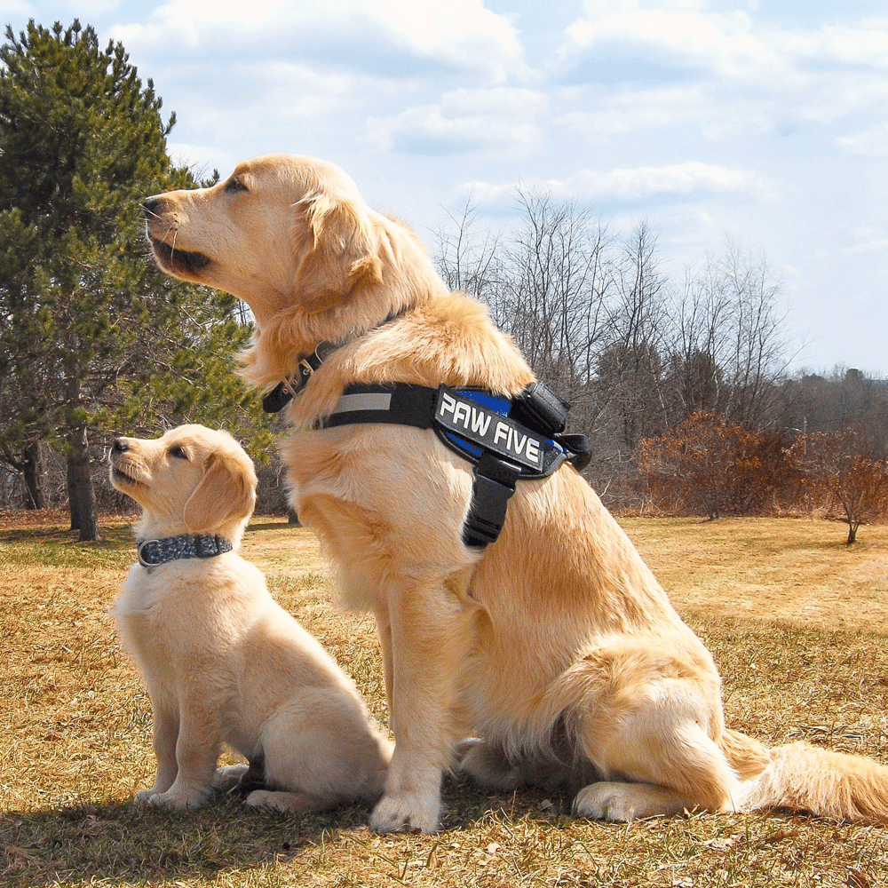 1.5 year old golden retriever