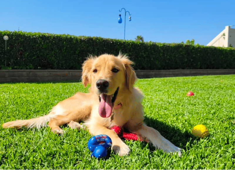 3-Month-Old Golden Retriever Exercise Need