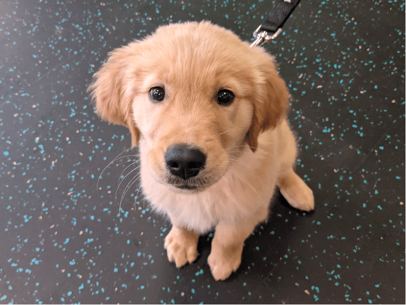 how much should a 3 week old golden retriever weigh