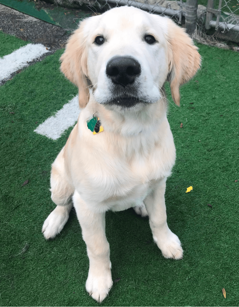 4-Month-Old Golden Retriever Puppy