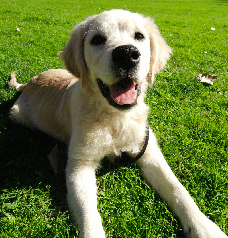 4-Month-Old Golden Retriever Exercise