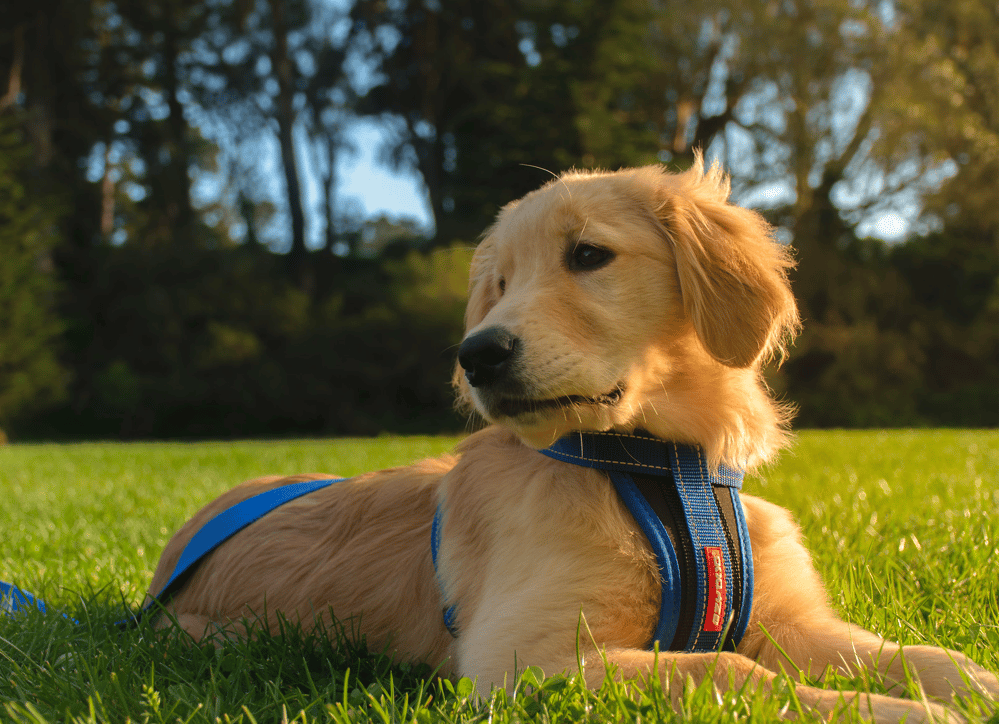  4 month old golden retriever behavior