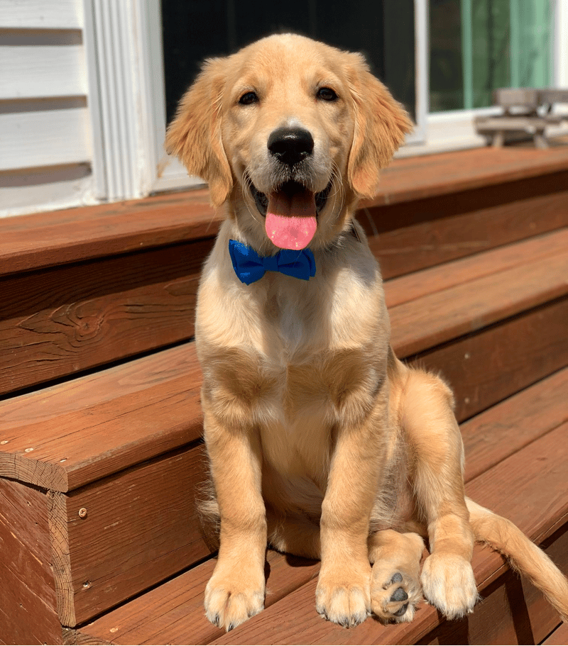 how much should a 16 week old golden retriever puppy weight