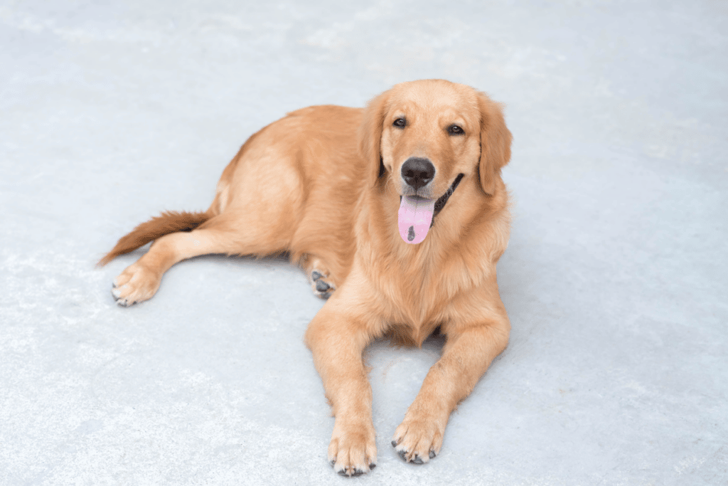 5-Month-Old Golden Retriever Puppy