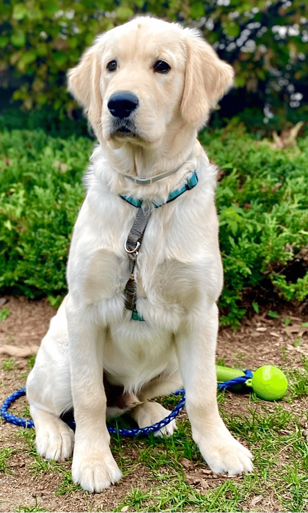 5-Month-Old Golden Retriever Size