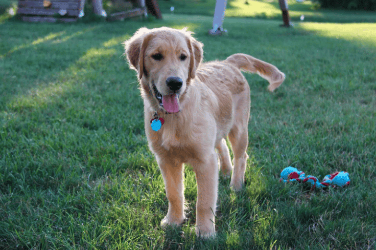 6-Month-Old Golden Retriever: What to Expect from Canine Adolescence