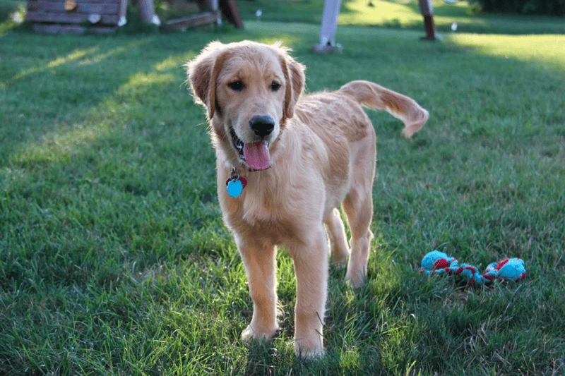 6-Month-Old Golden Retriever Exercise