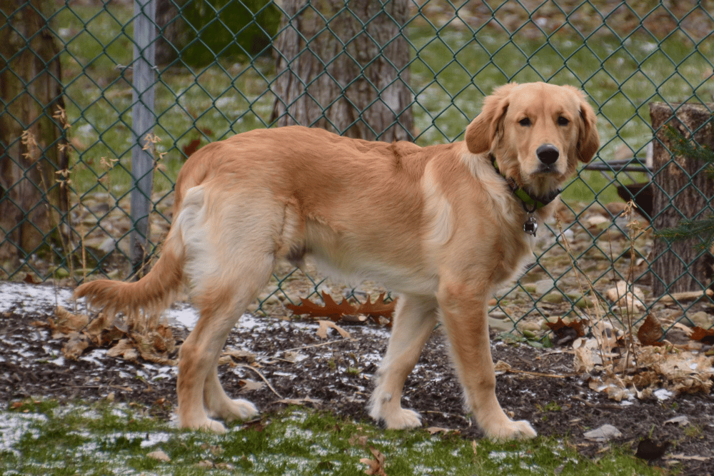 how much should a 3 week old golden retriever weigh