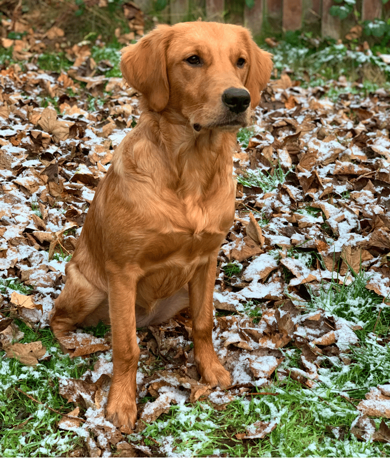 What does an 6-month-old Golden Retriever look like?