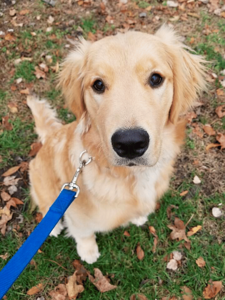 6 month old Golden Retriever training