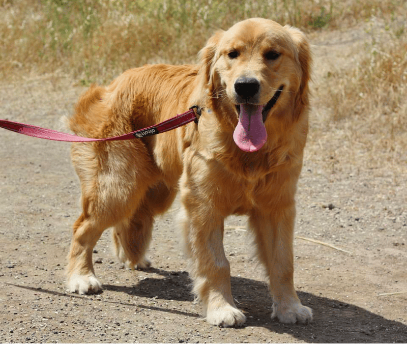 7-Month-Old Golden Retriever Behavioral Problems