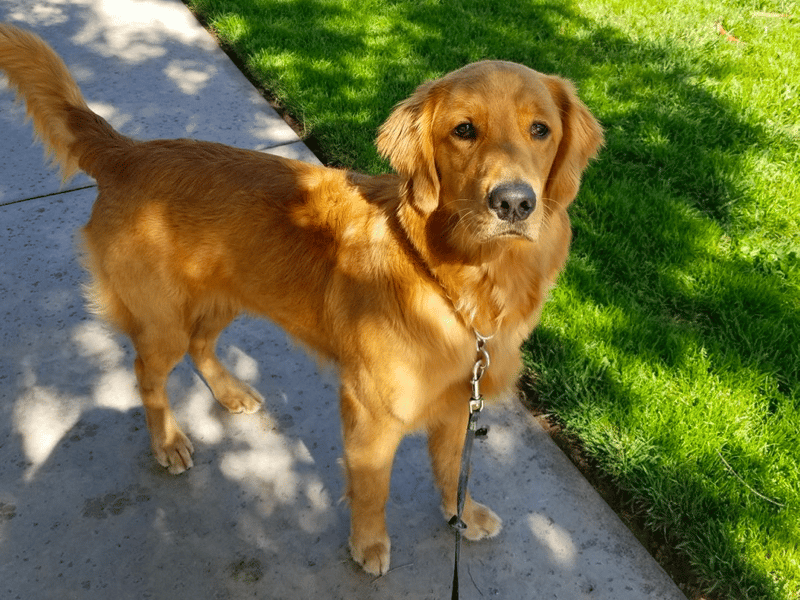 how much should a golden retriever weight