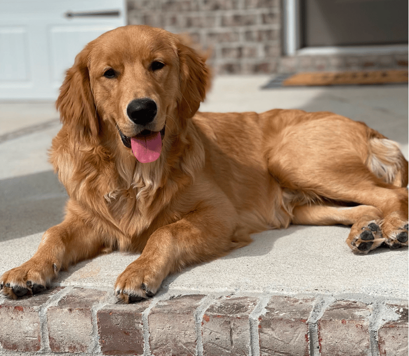 7-month-old Golden Retriever