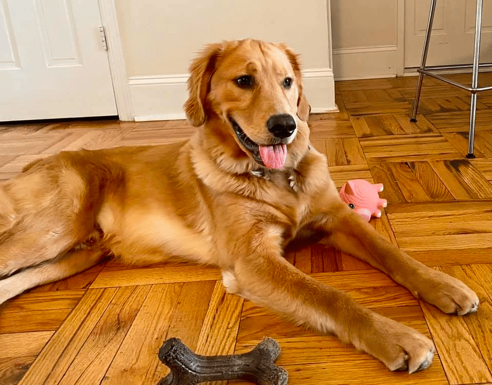 8-Month-Old Golden Retriever Chewing