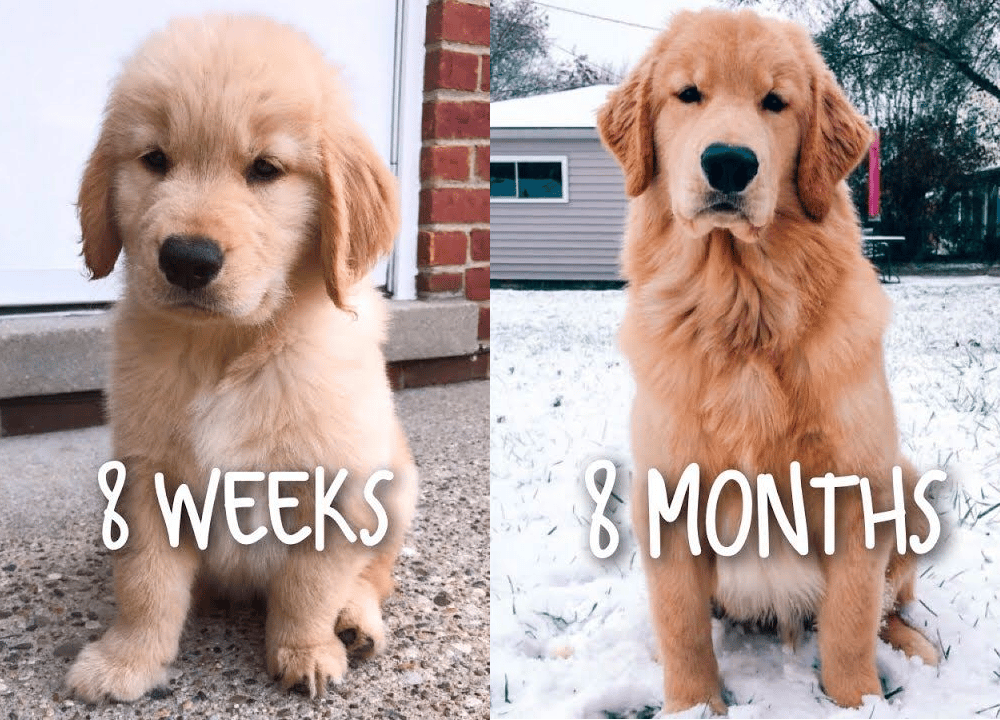 how much should a 3 week old golden retriever weigh