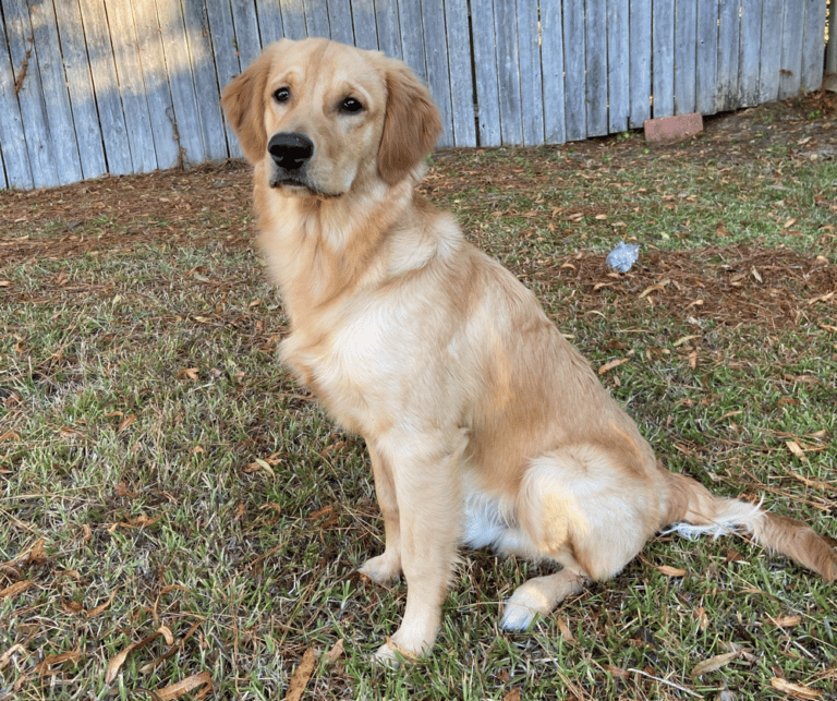 8-month-old Golden Retriever size