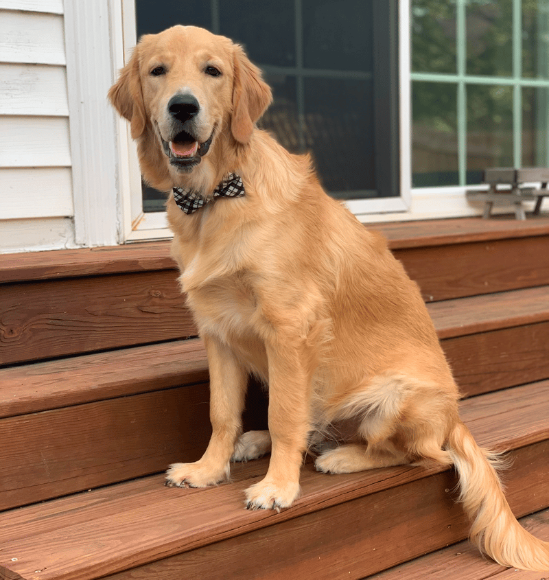 8 months old Golden Retriever