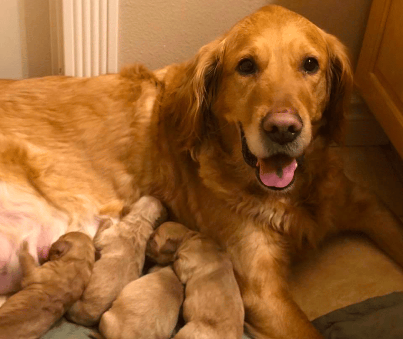 Alaskan Golden Retrievers