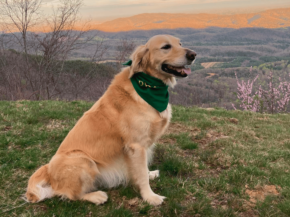 American Golden Retriever