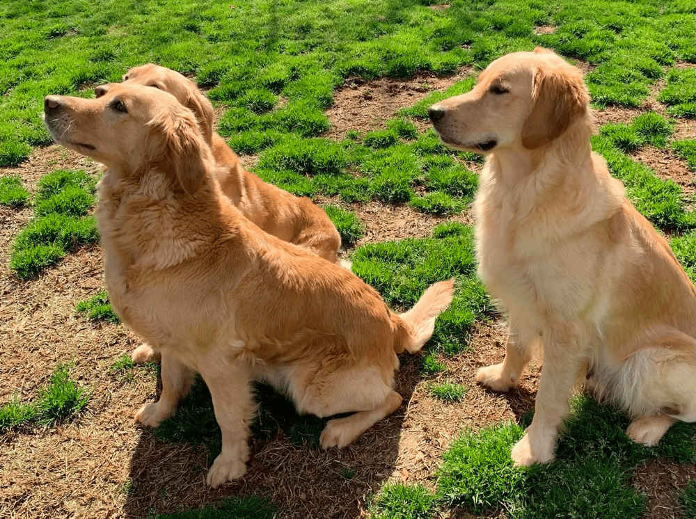 American Golden Retrievers