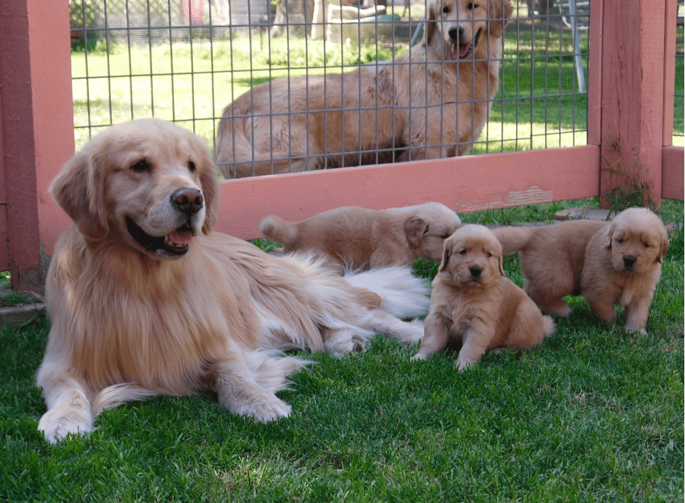 Anasazi Golden Retrievers