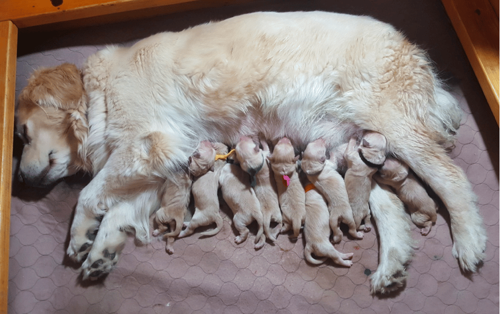 Arizona Golden Treasures: Golden Retriever Puppies For Sale in Arizona