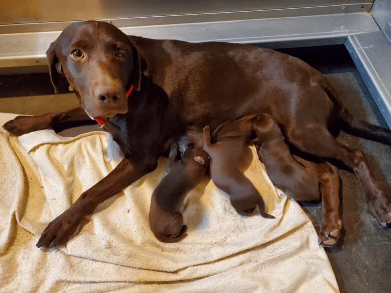 Top 10 Best Labrador Retriever Breeders in Colorado (CO)