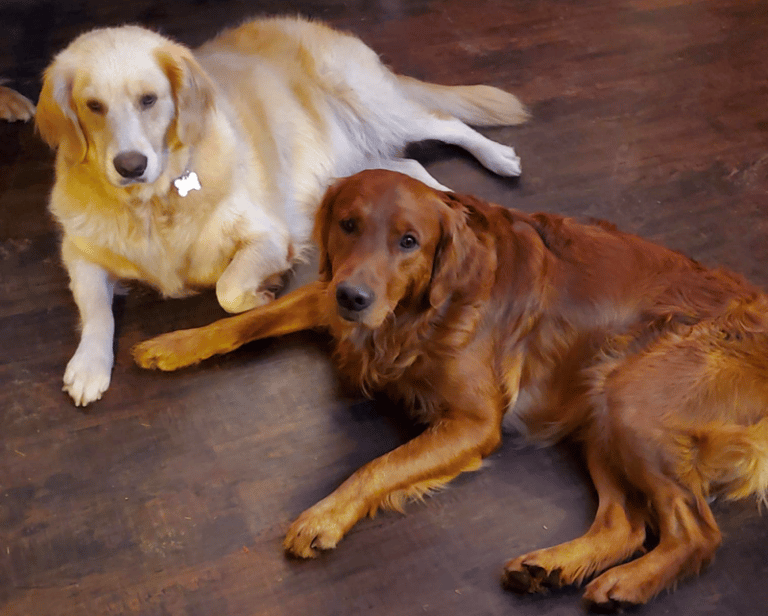 Top 4 Best Golden Retriever Rescues In Oregon (OR)