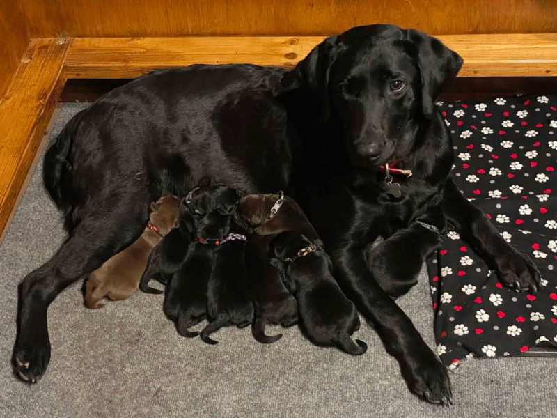 Top 10 Best Labrador Retriever Breeders in Colorado (CO)