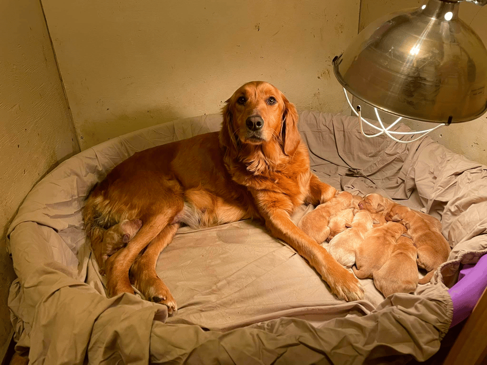 Big Lake Golden Retrievers Louisiana