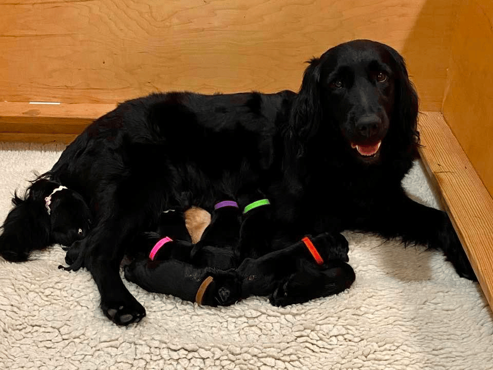 Black Golden Retriever Breeder