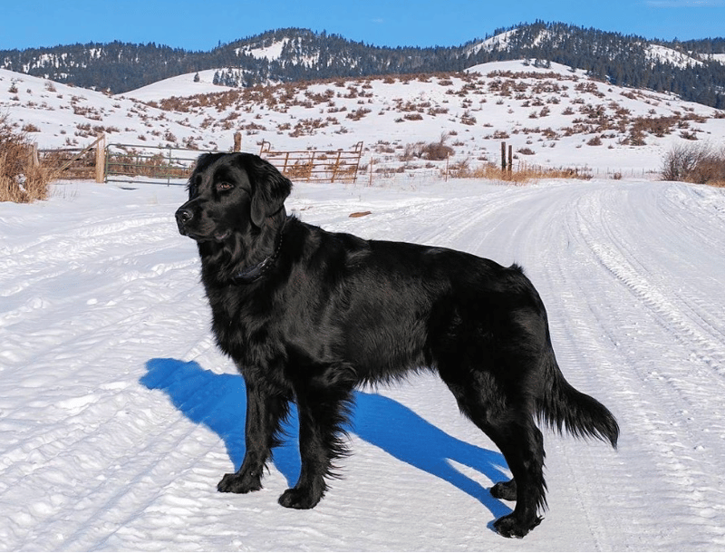 Black coat hotsell golden retriever