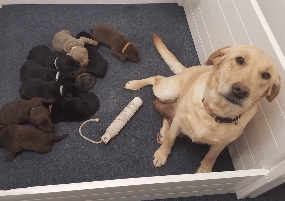 Labrador Retriever Puppies in Ohio