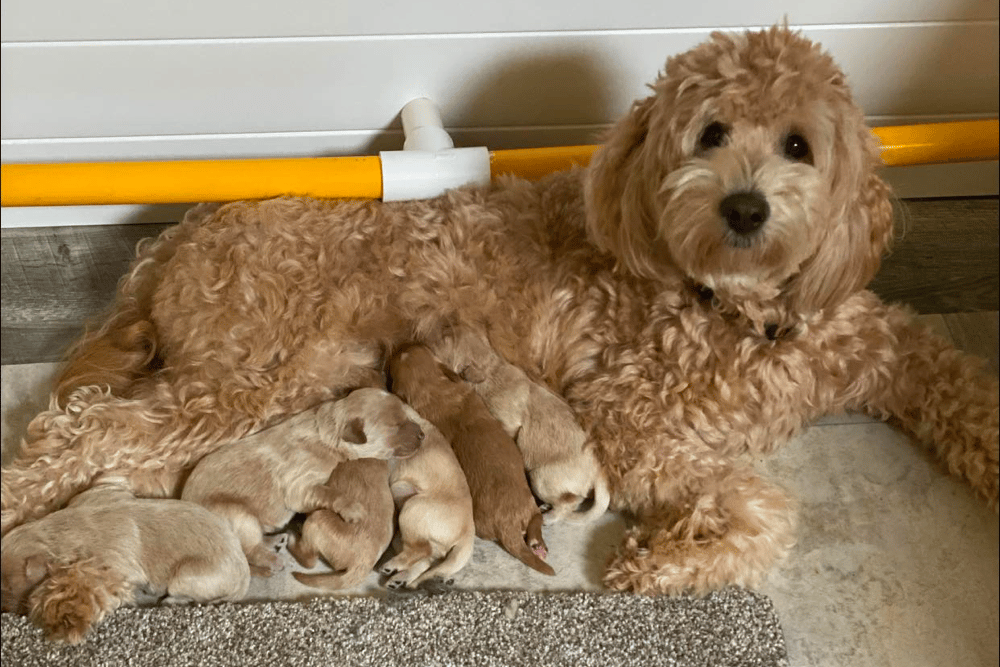Brewer's Goldendoodles in Ohio
