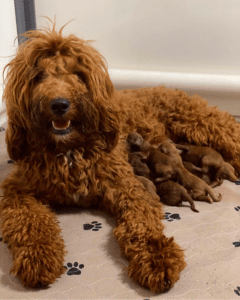 Buckeye Doodles Red Mini Goldendoodles