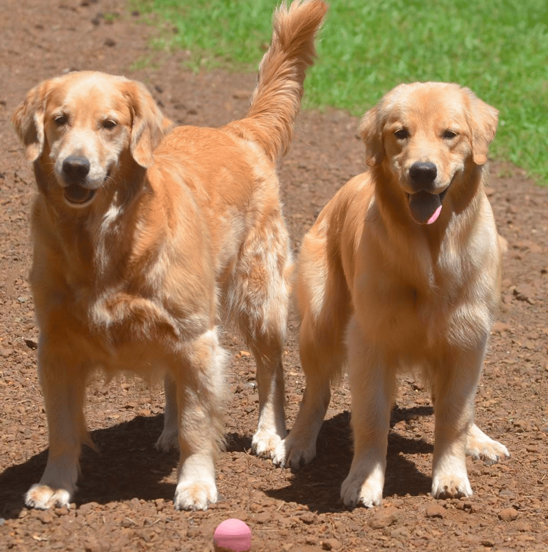 Charolias Golden Retrievers