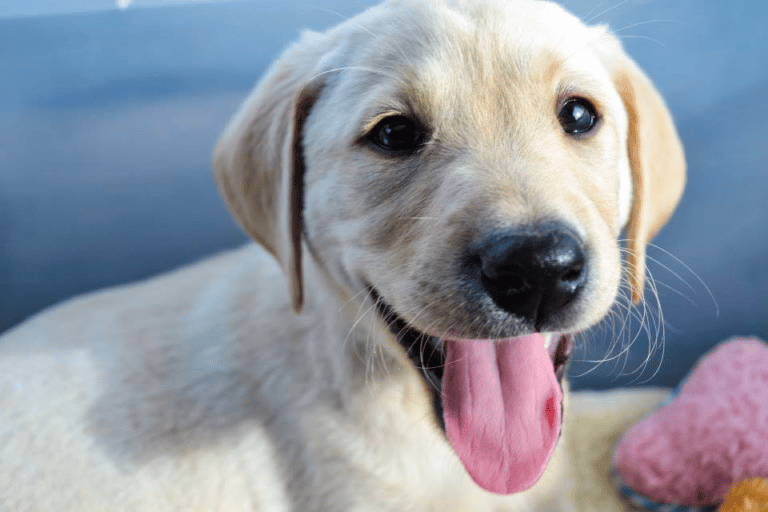 Top 10 Best Labrador Retriever Breeders in Colorado (CO)