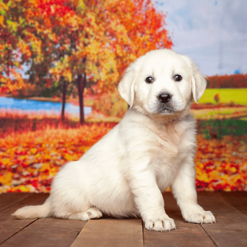 Crystal Cream Goldens