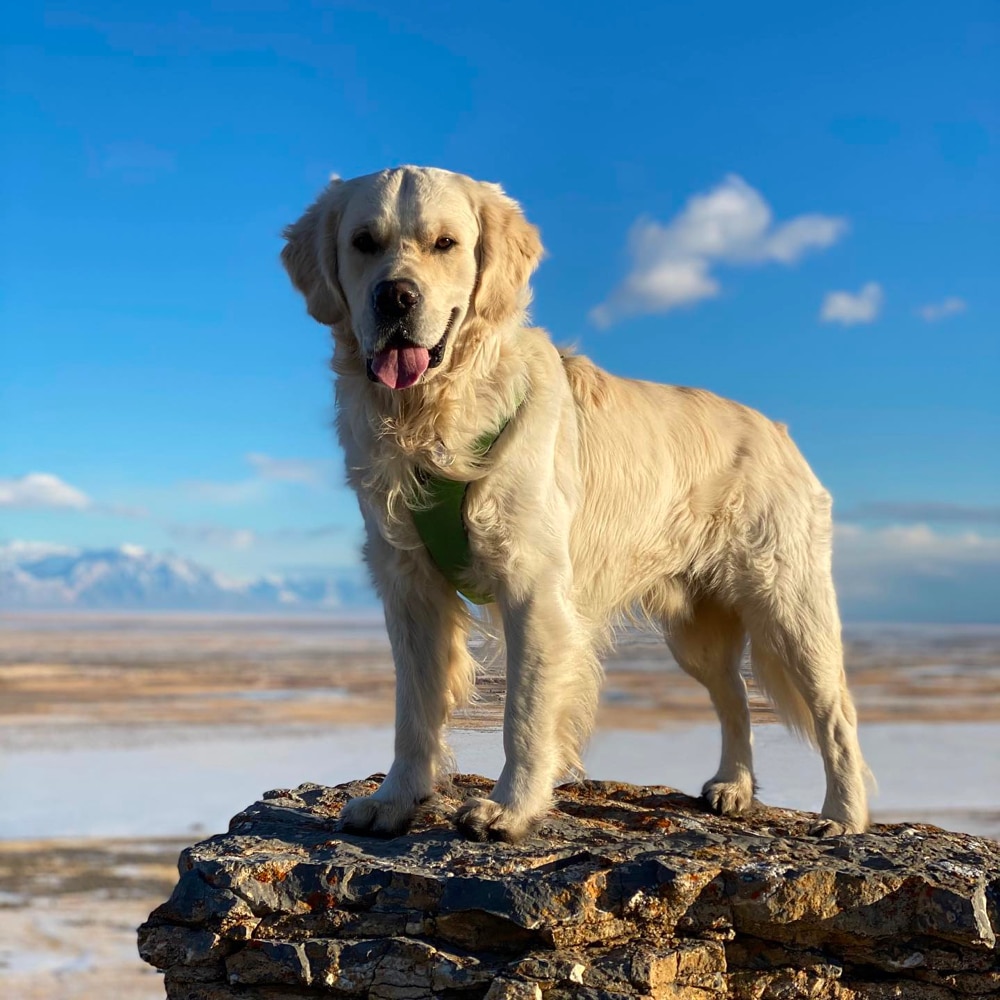 English Golden Retriever